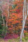 USA, New Jersey, Pine Barrens National Preserve. Forest scenic in autumn. Art Print